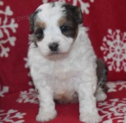 �t��ata Aussiedoodle na prodej.