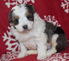 �t��ata Aussiedoodle na prodej.