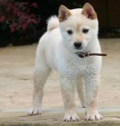 ��asn� b�l� �t��ata shiba inu na prodej