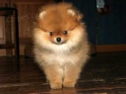 Prod�m �t��ata pomeraniana.