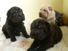 Prod�m �t��ata SHAR-PEI.