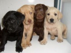 Prod�m zdrav� a kr�sn� �t��ata labradorsk�ho retr�vra.