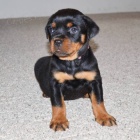 Prod�m dob�e vycvi�en� �t��ata rotvajlera.