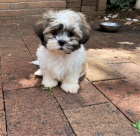 Prod�m �t��ata miniaturn�ho jork��rsk�ho teri�ra