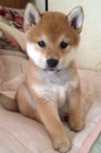 Prod�m �t��ata shiba inu