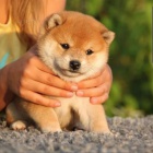 Prod�m �t��ata mini shiba inu