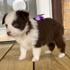 Prod�m o�kovan� mini �t��ata australsk�ho ov��ka