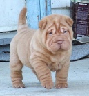 ��nsk� �t��ata Shar-Pei