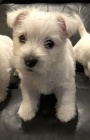 Prod�m miniaturn� �t��ata West Highland White Terriers