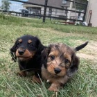 Prod�m o�kovan� �t��ata jezev��k� dlouhosrst�ch