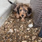 Prod�m o�kovan� �t��ata jezev��k� dlouhosrst�ch