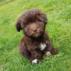 Roztomil� �okol�dov� �t�n� Havanese Na Prodej