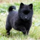 Prod�m �t��ata Schipperke