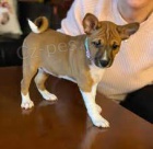 Prod�m �t��ata Basenji