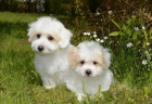 Prod�m �t��ata Coton de Tulear