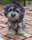 Prod�m �t��ata Dandie Dinmont Terrier