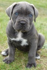Prod�m �t��ata Cane Corso