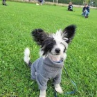 Prod�m �t��ata ��nsk�ho chocholat�ho plemene