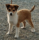 Prod�m �t��ata norsk�ho Lundehunda