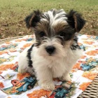 Prod�m �t��ata biewer teri�ra.