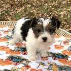 Prod�m �t��ata biewer teri�ra.