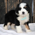 Bernedoodle �t��ata k adopci.