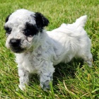 Prod�m miniaturn� �t��ata pudla a feny.