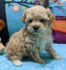 Prod�m o�kovan� a od�erven� �t��ata miniaturn�ho pudla.