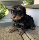 Prod�m zdrav� �t��ata pudla.