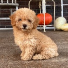 �t��ata pudla na prodej.