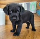 Prod�m �t��ata �ern�ho labradorsk�ho retr�vra.