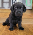 Prod�m �t��ata �ern�ho labradorsk�ho retr�vra.