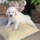 Prod�m �t��ata labradorsk�ho retr�vra.