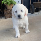 Prod�m �t��ata labradorsk�ho retr�vra.