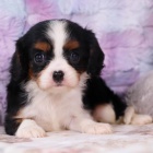 Prod�m o�kovan� a od�erven� �t��ata Kaval�r King Charles Spaniel.