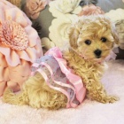 Prod�m �t��ata MALTIPOO.