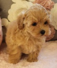 Prod�m �t��ata MALTIPOO.
