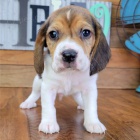 Prod�m kr�sn� a rozko�n� �t��ata b�gla.