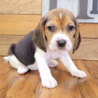 Prod�m kr�sn� a rozko�n� �t��ata b�gla.