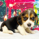 �t��ata b�gla na prodej.