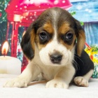 �t��ata b�gla na prodej.