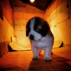 Bernard�n �t��ata