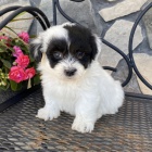 rozko�n�, kr�sn� o�kovan� a zdrav� �t��ata havanese na prodej.