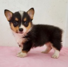 Prod�m kr�sn�, and�lsk� mini o�kovan� a od�erven� �t��ata Pembroke Welsh Corgi.