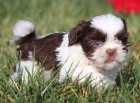 Prod�m o�kovan� �t��ata SHIH TZU