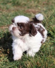 Prod�m o�kovan� �t��ata SHIH TZU