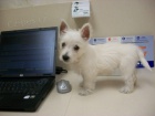 PROD�M KR�SN� �t��ata West Highland White Terriers
