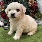 Prod�m �t��ata bi�onka.