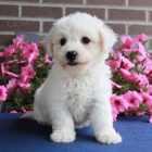 Prod�m �t��ata Bi�onka.