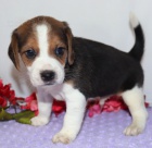 Prod�m �t��ata b�gla.